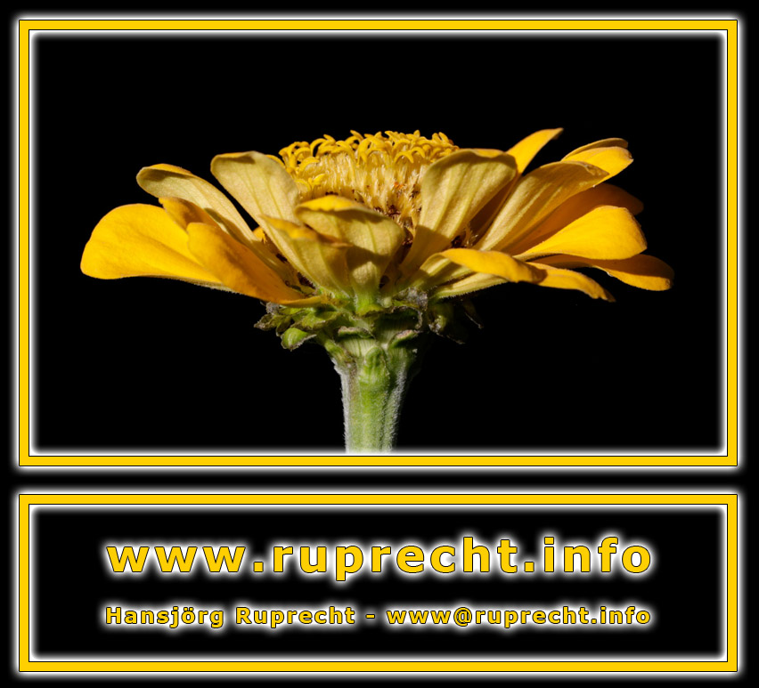 ruprecht.info